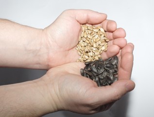 Seed of sunflower