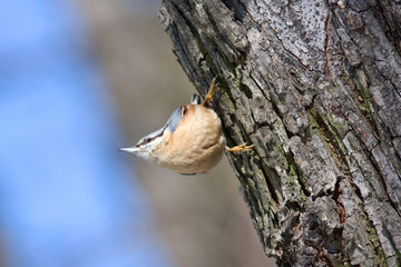 Eurasian Nuthatch
