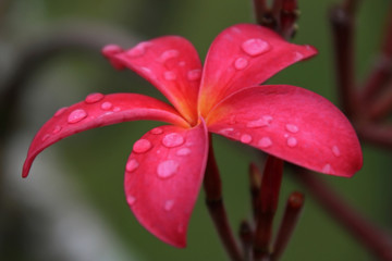 Frangipani (Plumeria)