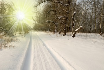road in the winter forest