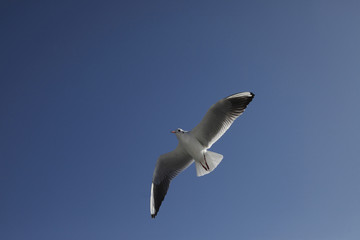 カモメの飛躍