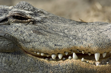 Aligator Jaw