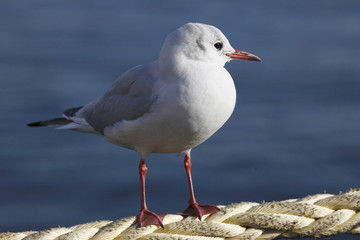 Fototapeta premium 一羽のカモメ