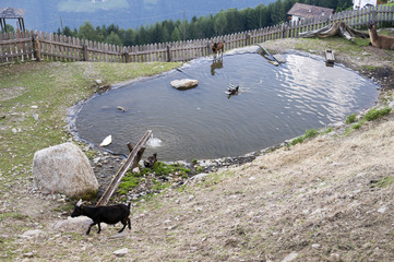 pond with animals