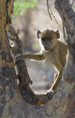 young baboon, amboseli national park, kenya