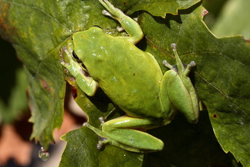 Rainette meridionale (Hyla meridionalis)