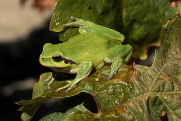 Rainette meridionale (Hyla meridionalis)
