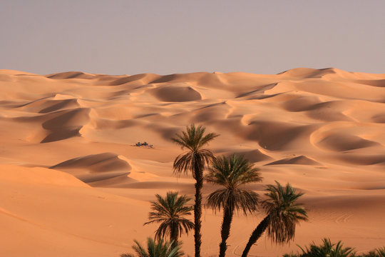 Palmen im Erg Ubari - Libyen
