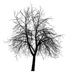 tree silhouettes vector