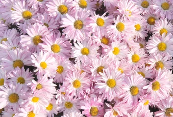 Crédence de cuisine en verre imprimé Marguerites Chrysanthemum background