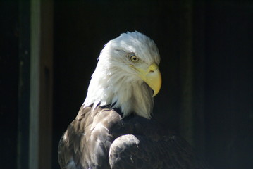 Águia americana