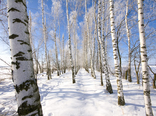 Frozen birch alley at winter