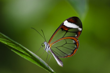 Obraz premium Butterfly