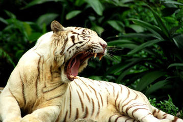 royal white tiger
