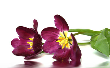 tulipes