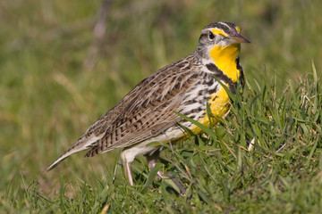 Yellow Belly!
