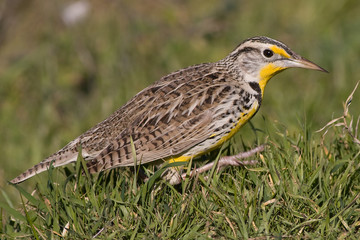 Meadowlark