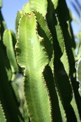Cactus in mediterranean city of Elche
