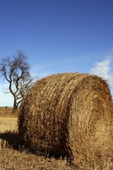 Yellow straw round bale in the fields, Spain