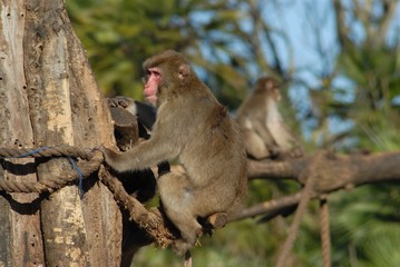 Scimmie arrampicate sui tronchi