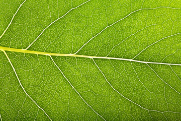 Green leaf