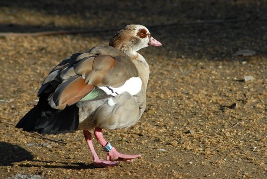 Una papera allo zoo di Roma