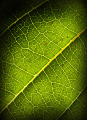 green leaf background