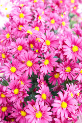 Fototapeta na wymiar Field of pink chrysanthemums.
