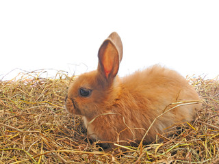 one rabbit sit on straw