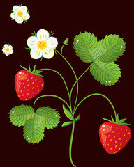 Wild strawberry bush