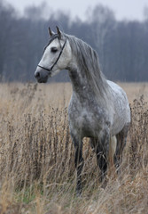 Obraz premium Szary koń na polu