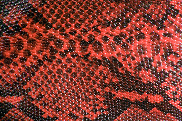 Snake Skin Leather Texture