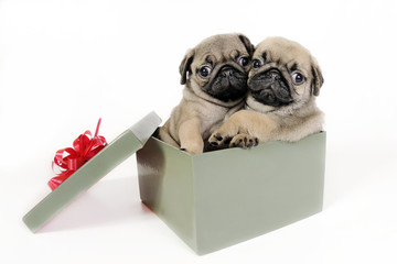 Puppies present.