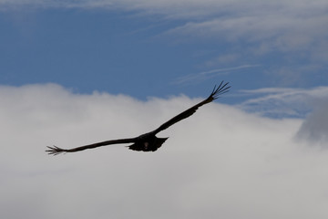 spread your wings