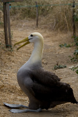 breeding albatros