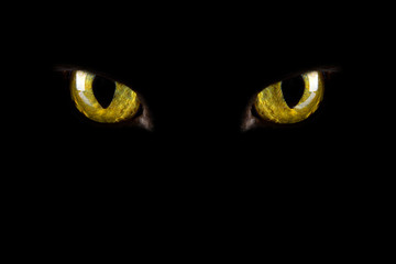 Obraz premium oczy kota świecące w ciemności. tło halloween