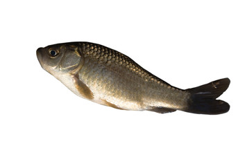 isolated crucian carp