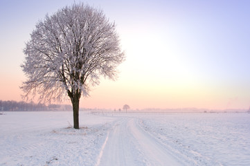 lone standing sunset winter tree