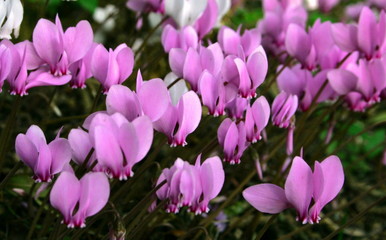 Fototapeta premium cyclamen