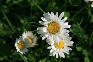 Fototapeta premium Gänseblümchen