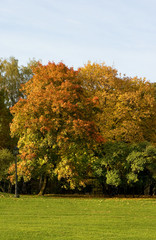Naklejka premium Autumn park 15