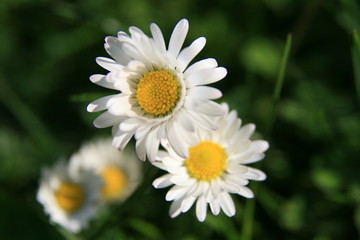 Gänseblümchen