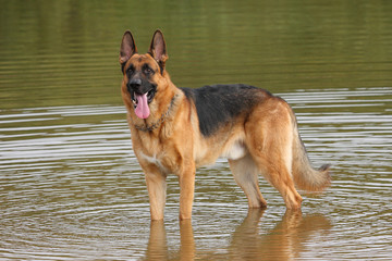 My German Shepherd