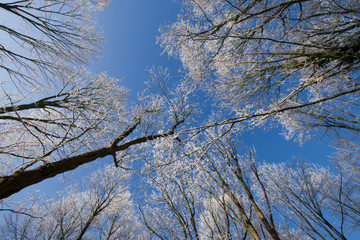 snow branch blue clear sky