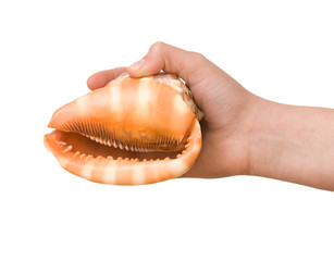 Girl's hand holding  a  seashell isolated on white background