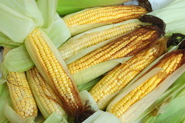 Fresh corn on the cob