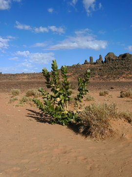désert de sable avec végétation