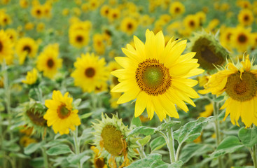 Sunflowers