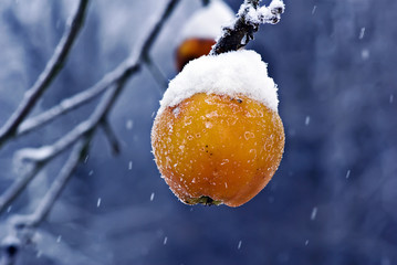 Apfel im Schnee
