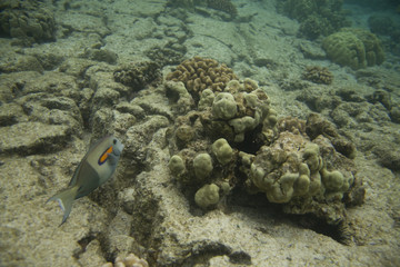 Orangespot Surgeonfish in Coral Reef